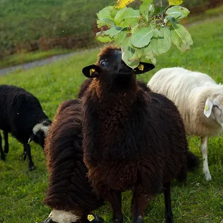 Gaestehaus Biohof Leutschach